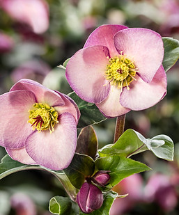 氷の薔薇 品種リスト | fujitanursery